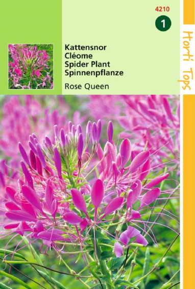 Kattensnor Rose Queen (Cleome) 375 zaden HT